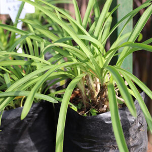 Agapanthus enano celeste B30 0,10m | EG Paisajismo