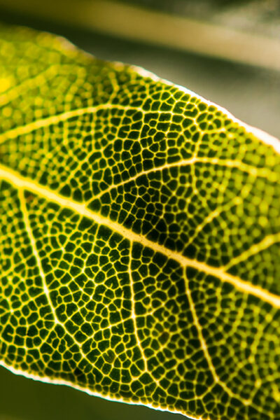 laurel-de-comer-3 laurel-de-comer-3