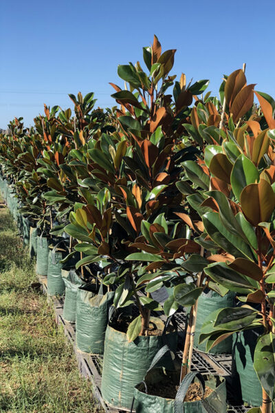 magnolia-grandiflora magnolia-grandiflora